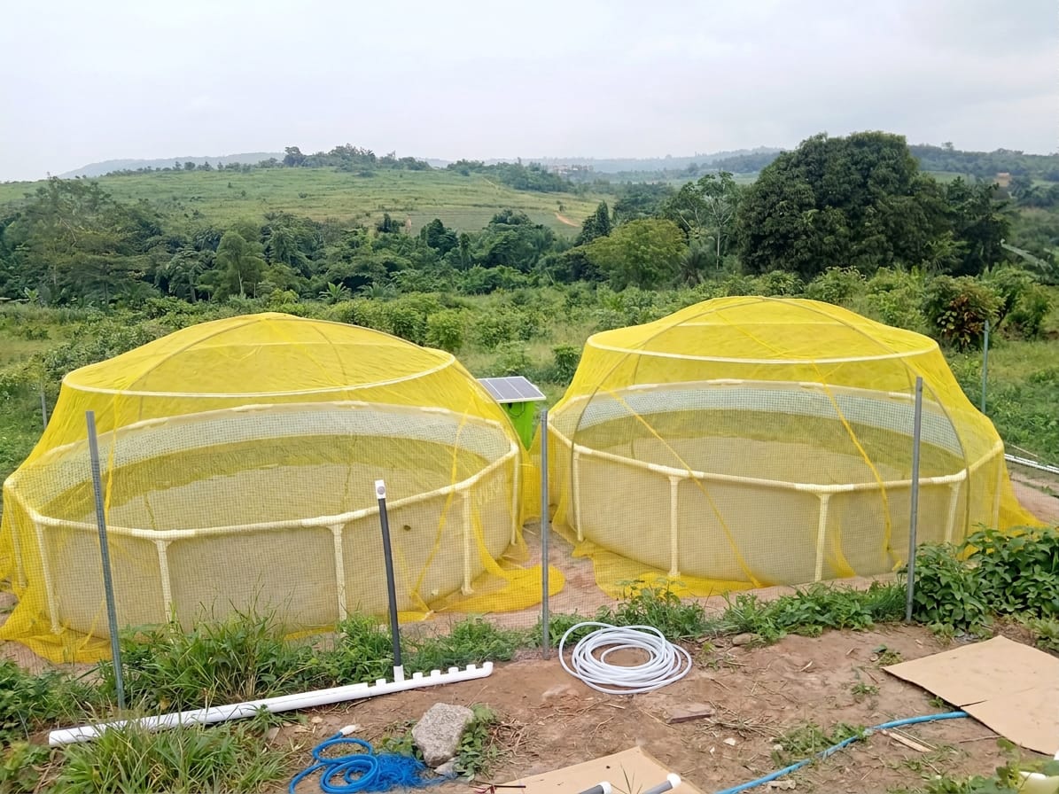 Covered aquaponics production systems at a farm in Ghana